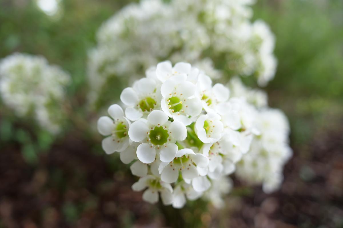 Chamelaucium Ice Queen