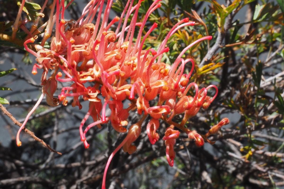 Grevillea Showtime