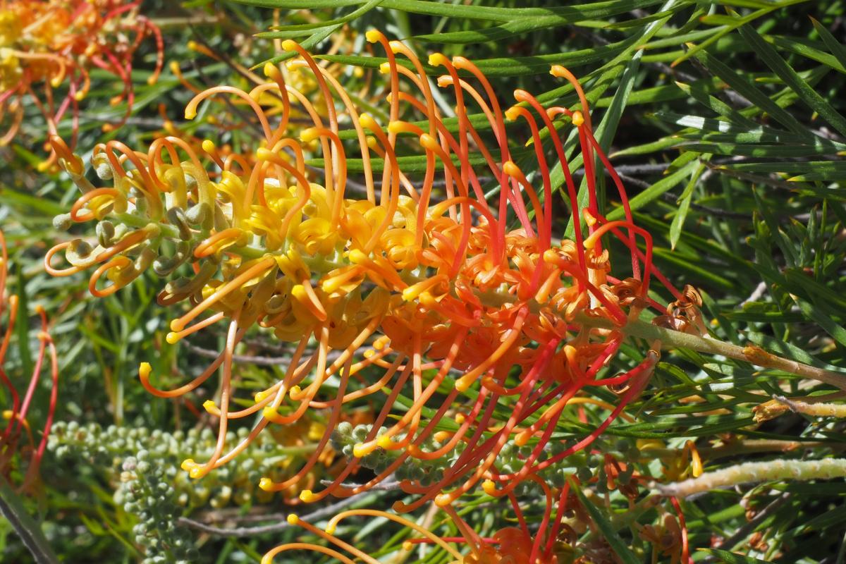 Grevillea Tangerine Dream