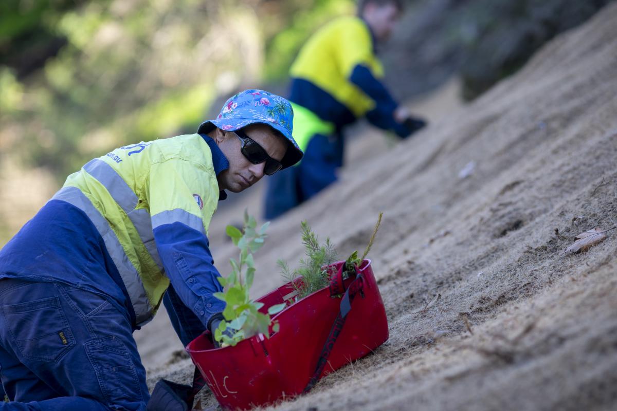Planting on Mount Eliza Escarpment