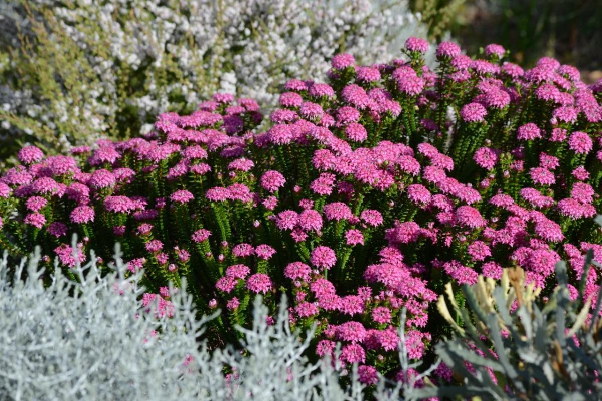 Pimelea ferruginea ‘Magenta Mist’