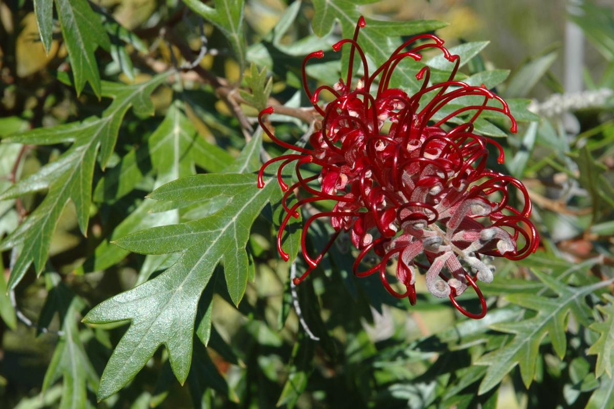 Cherry Moon Cherry Moon