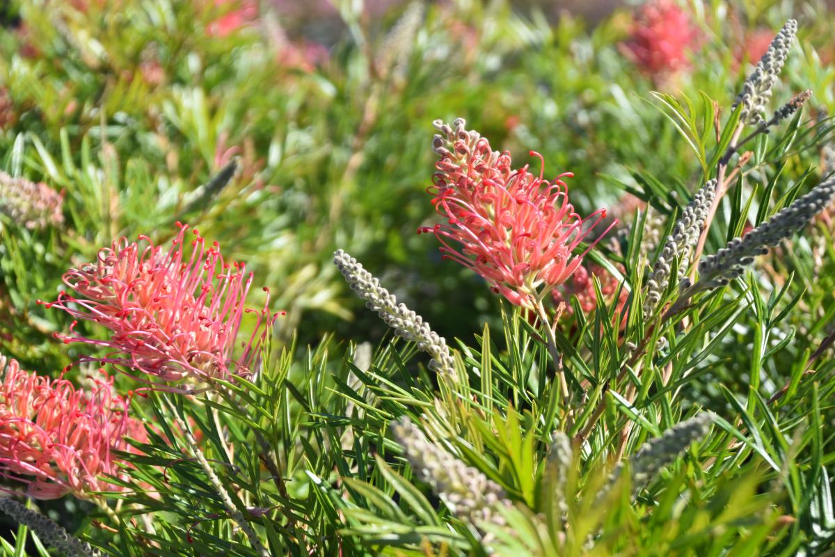 Grevillea Eleanor