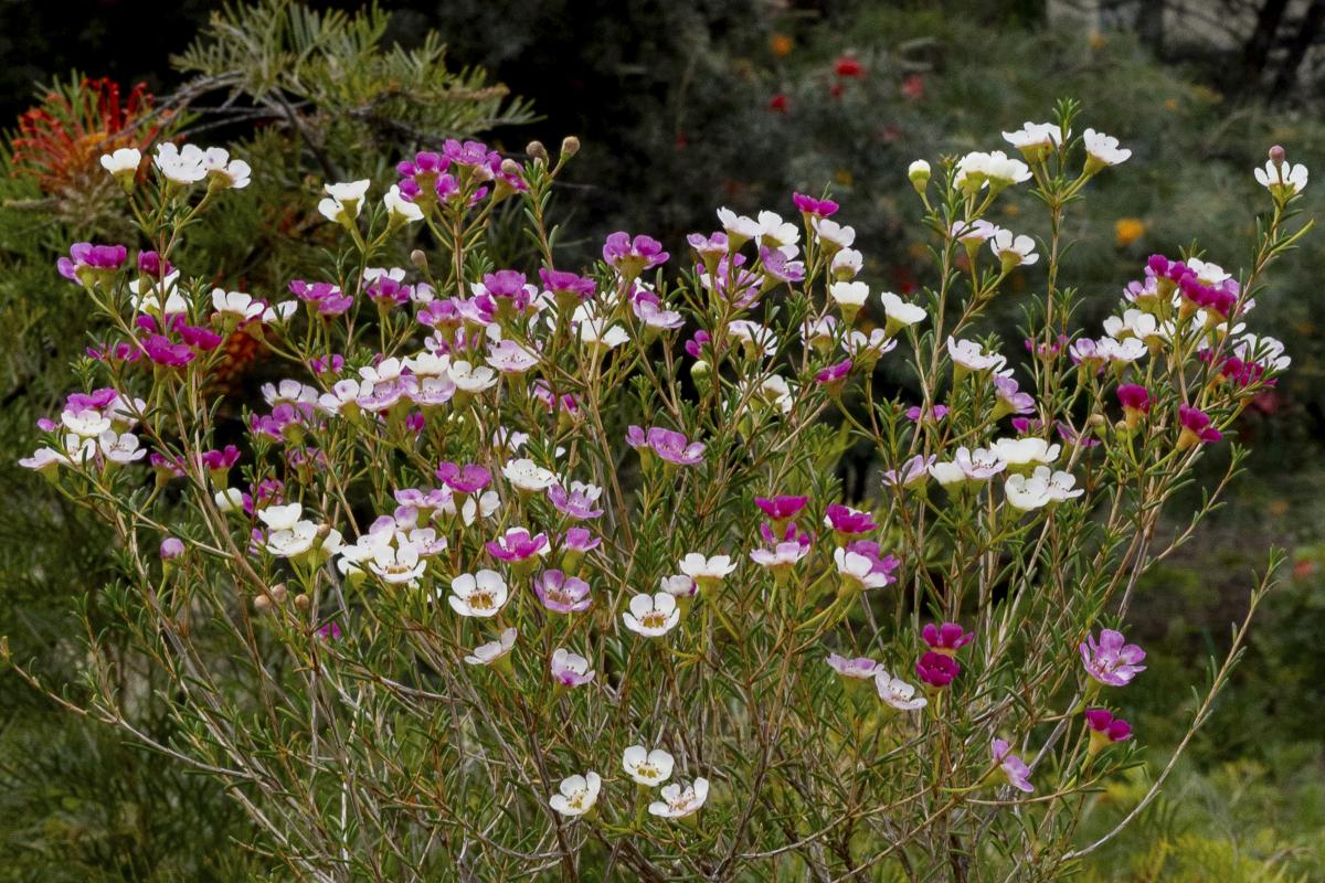 Waxflower Masquerade Waxflower Masquerade