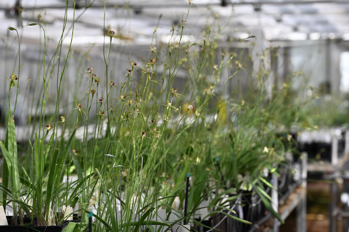Caladenia viridescens bench