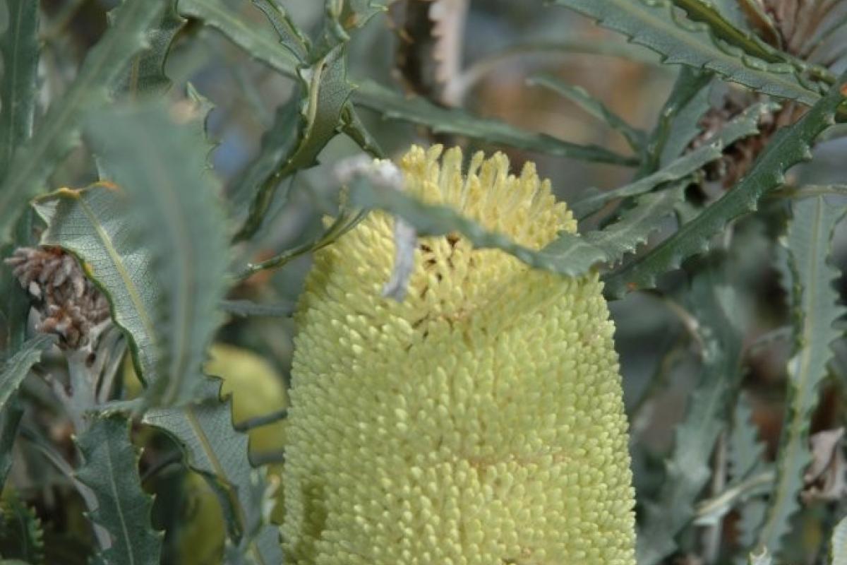 Banksia pilostylis
