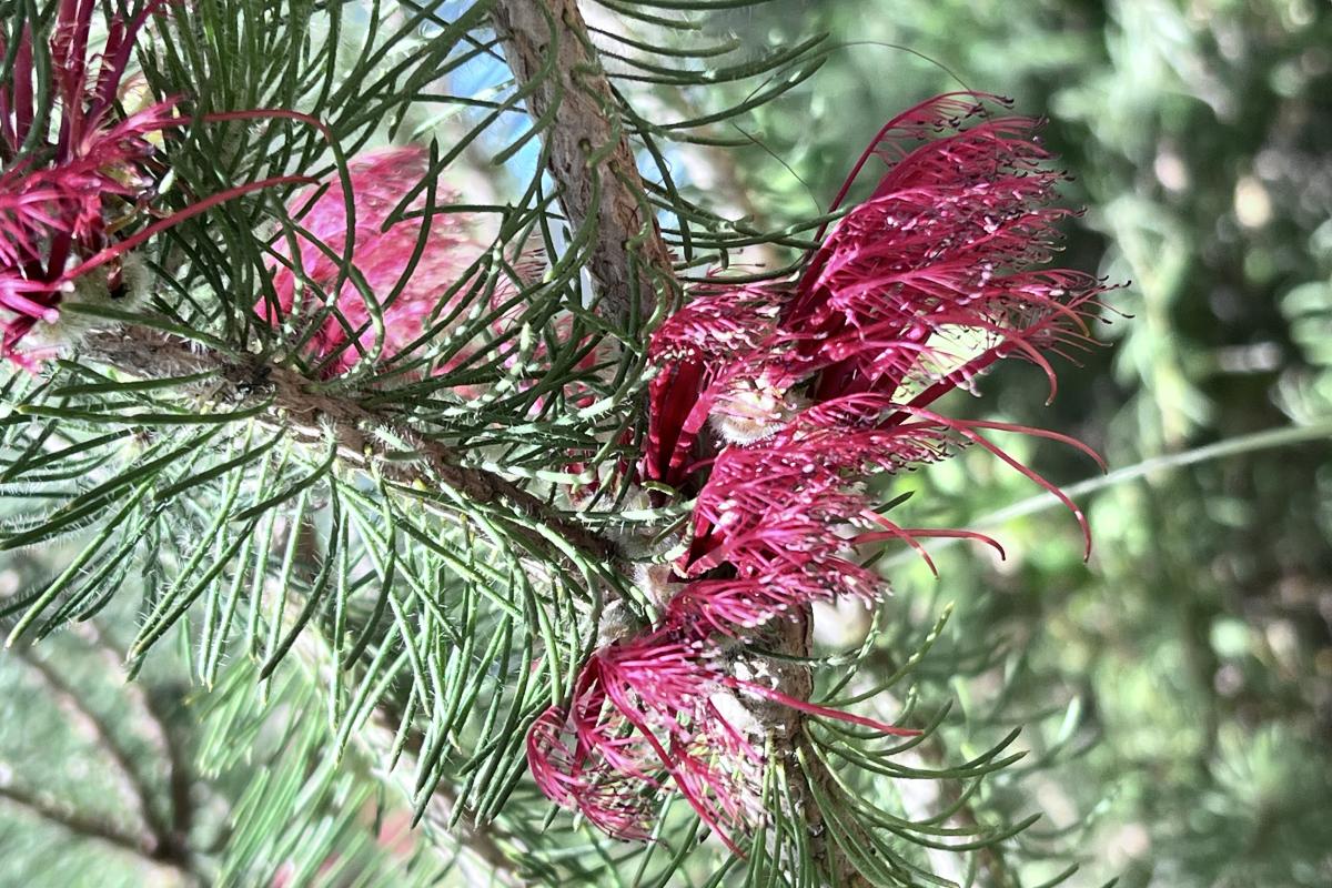 Calothamnus hirsutus Calothamnus hirsutus