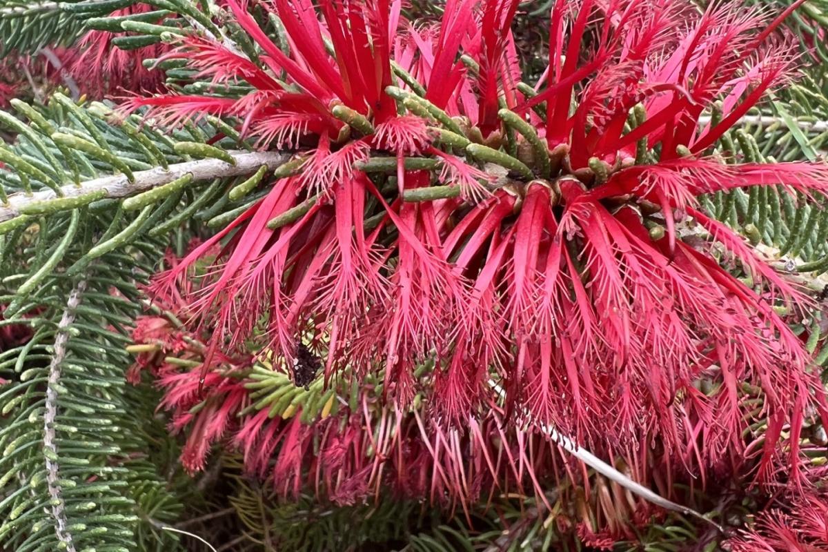 Calothamnus quadrifidus prostrate Calothamnus quadrifidus prostrate