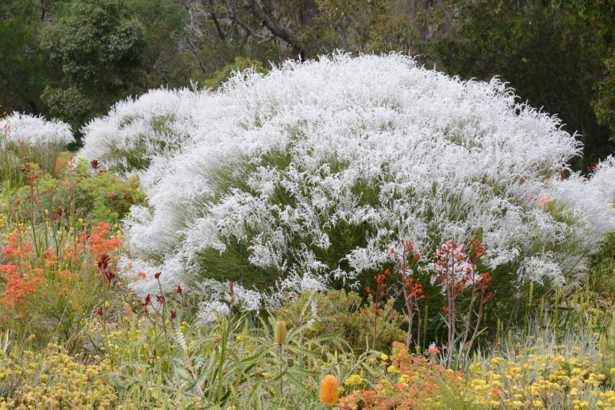 Conospermum stoechadis Conospermum stoechadis