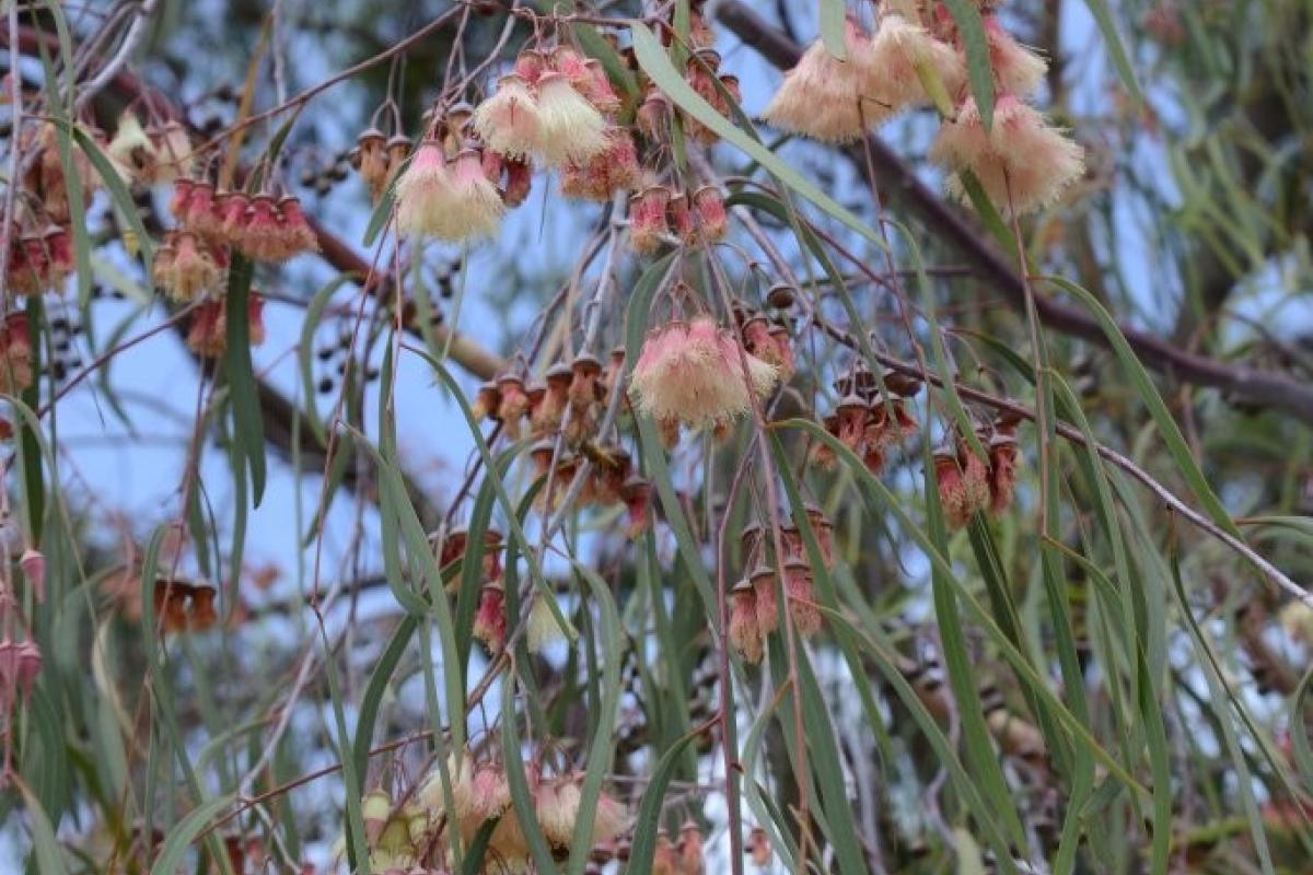 Eucalyptus synandra