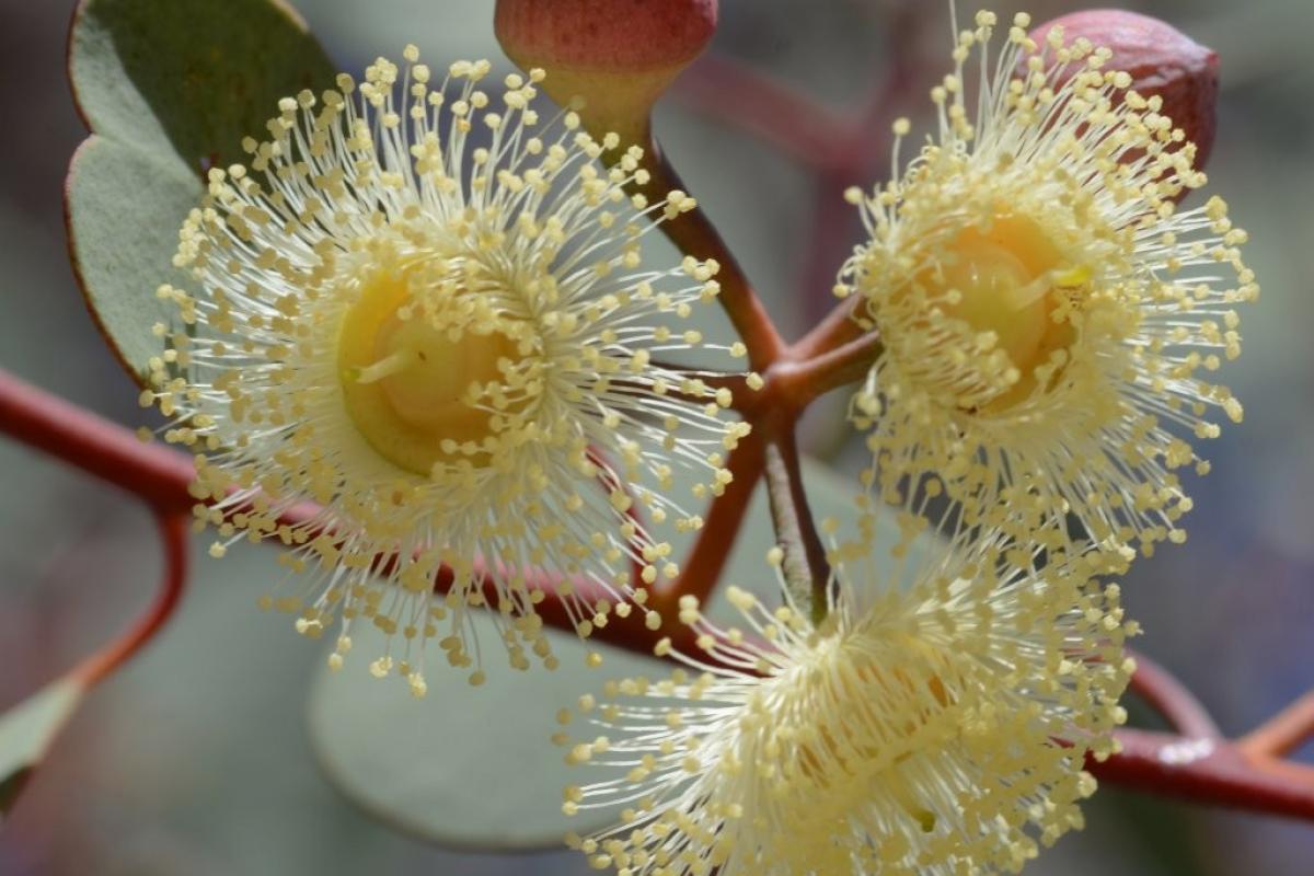 Eucalyptus websteriana Eucalyptus websteriana