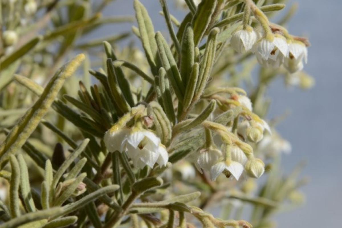 Guichenotia ledifolia white Guichenotia ledifolia white