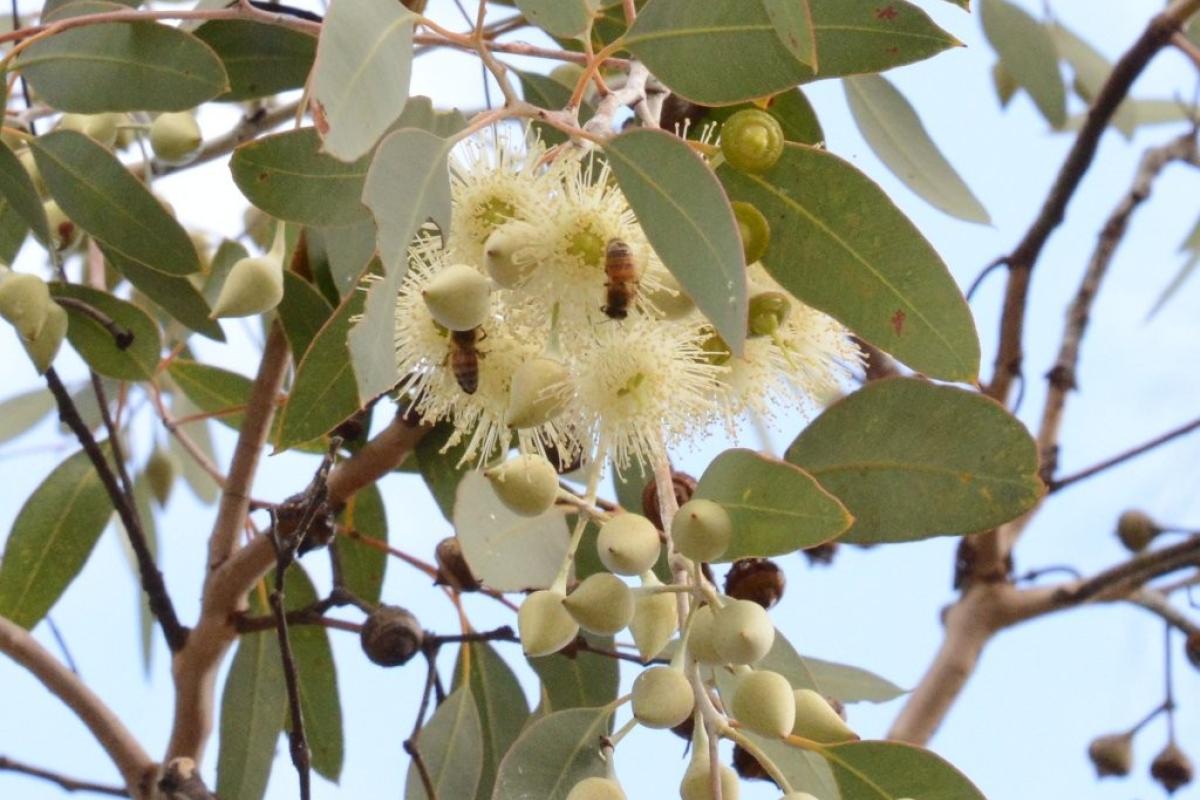 Eucalyptus drummondii Eucalyptus drummondii