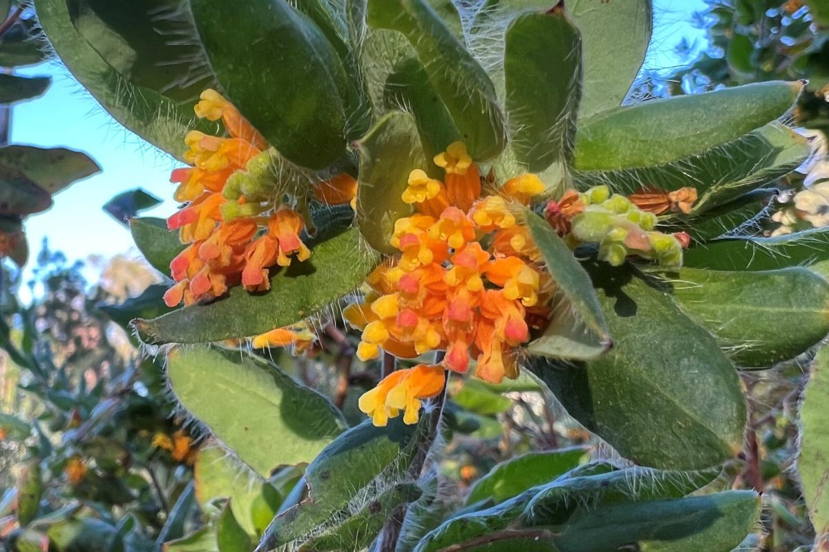 Grevillea pimeleoides