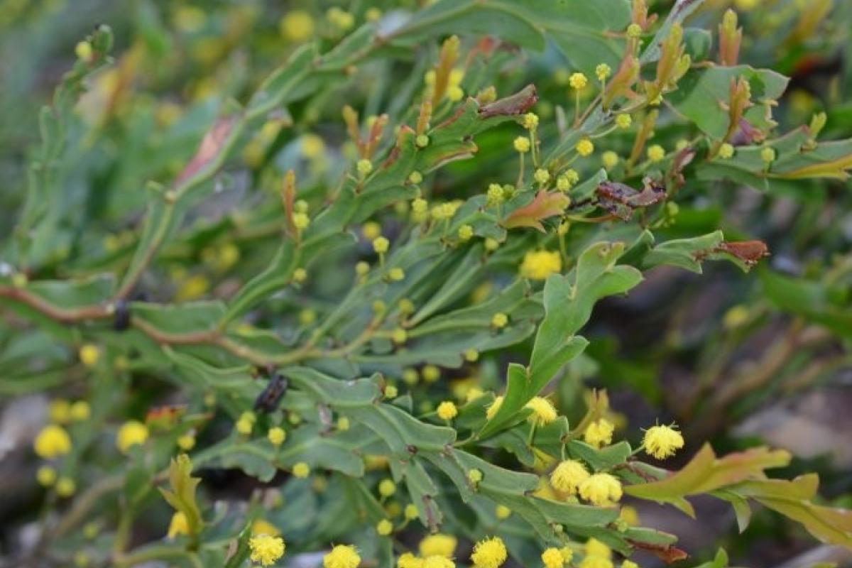 Acacia bifaria Acacia bifaria