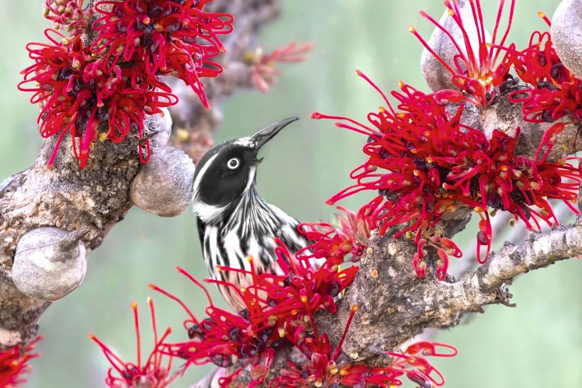 Pat Martin (Hakea orthorrhyncha)