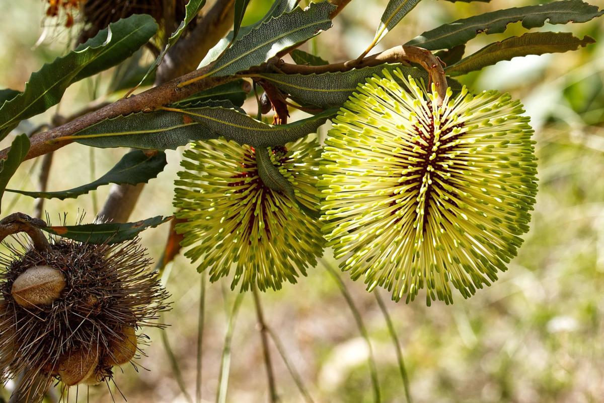 Richard Matthews (Banksia rosserae)