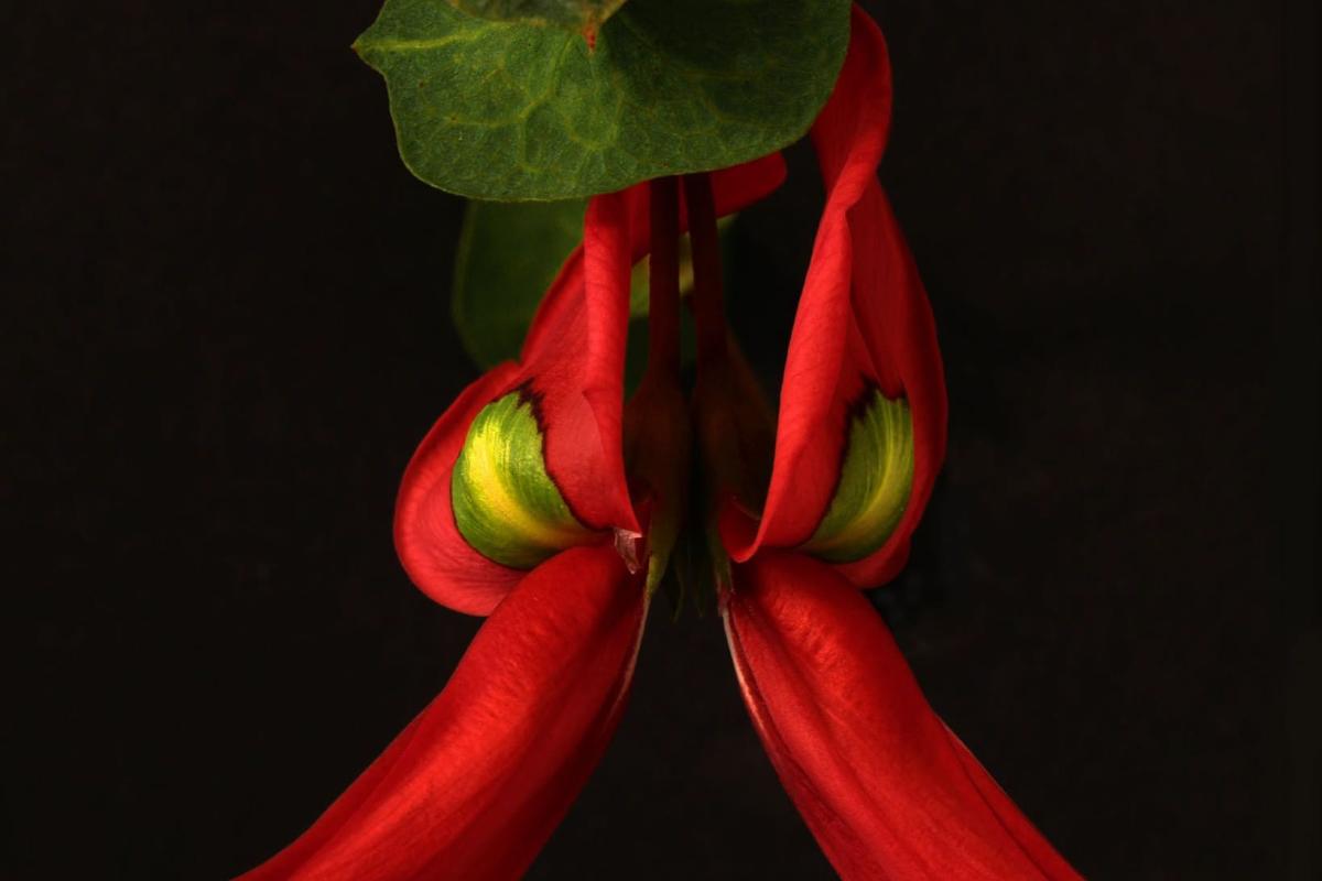 Odile Pouliquen (Kennedia beckxiana)