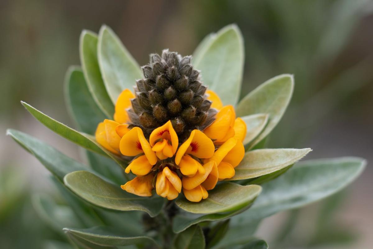 Tamara Kennedy (Callistachys lanceolata)