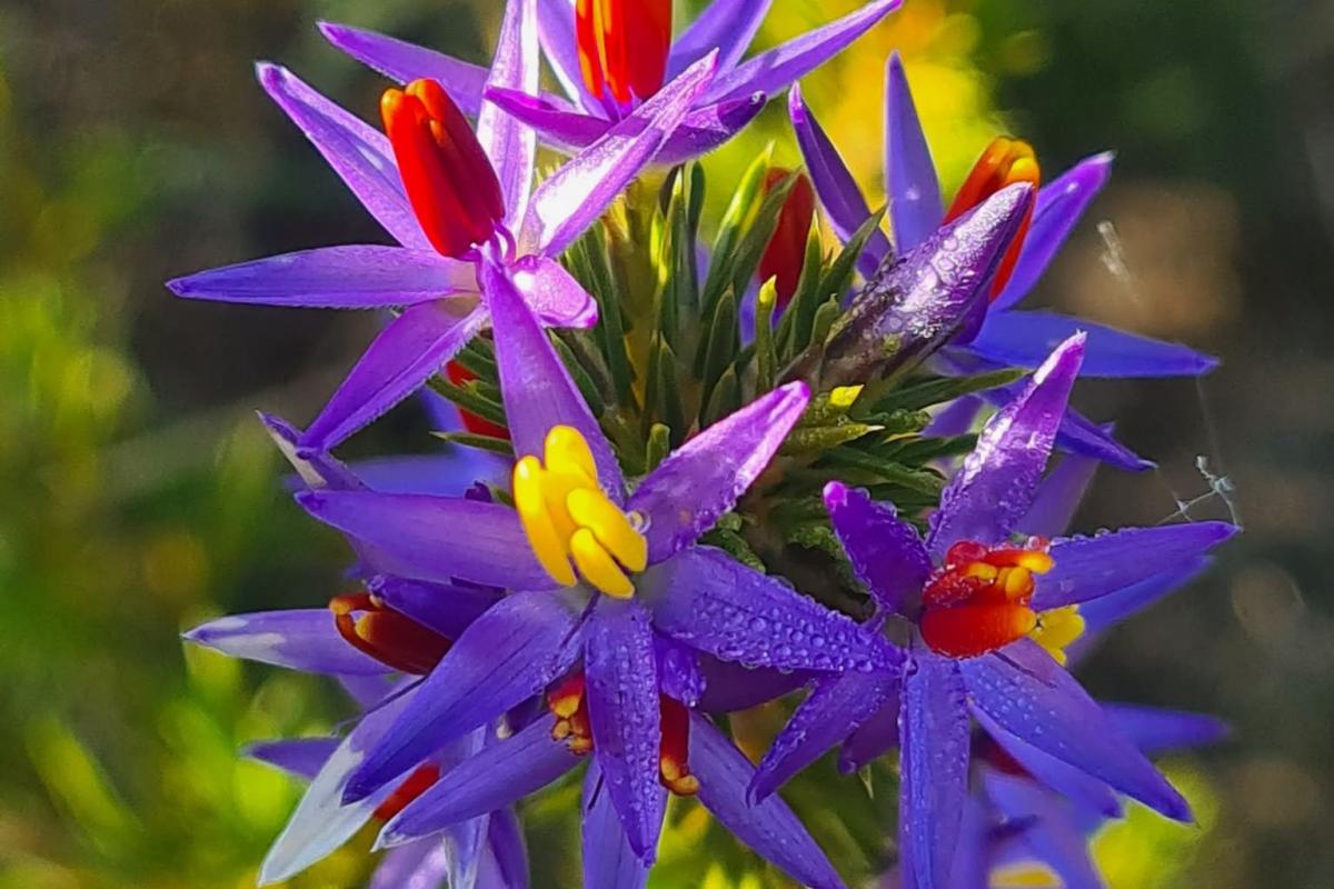 Catherine Creedon (Calectasia narragara)