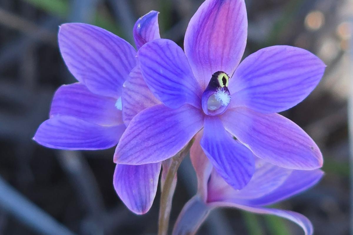 Jorja Cenin (Thelymitra campanulata x macrophylla)
