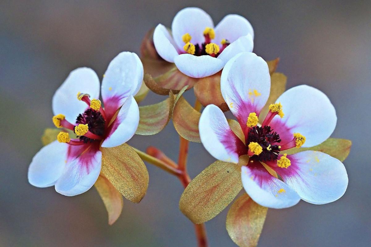 Christopher Peacock Drosera macropetala