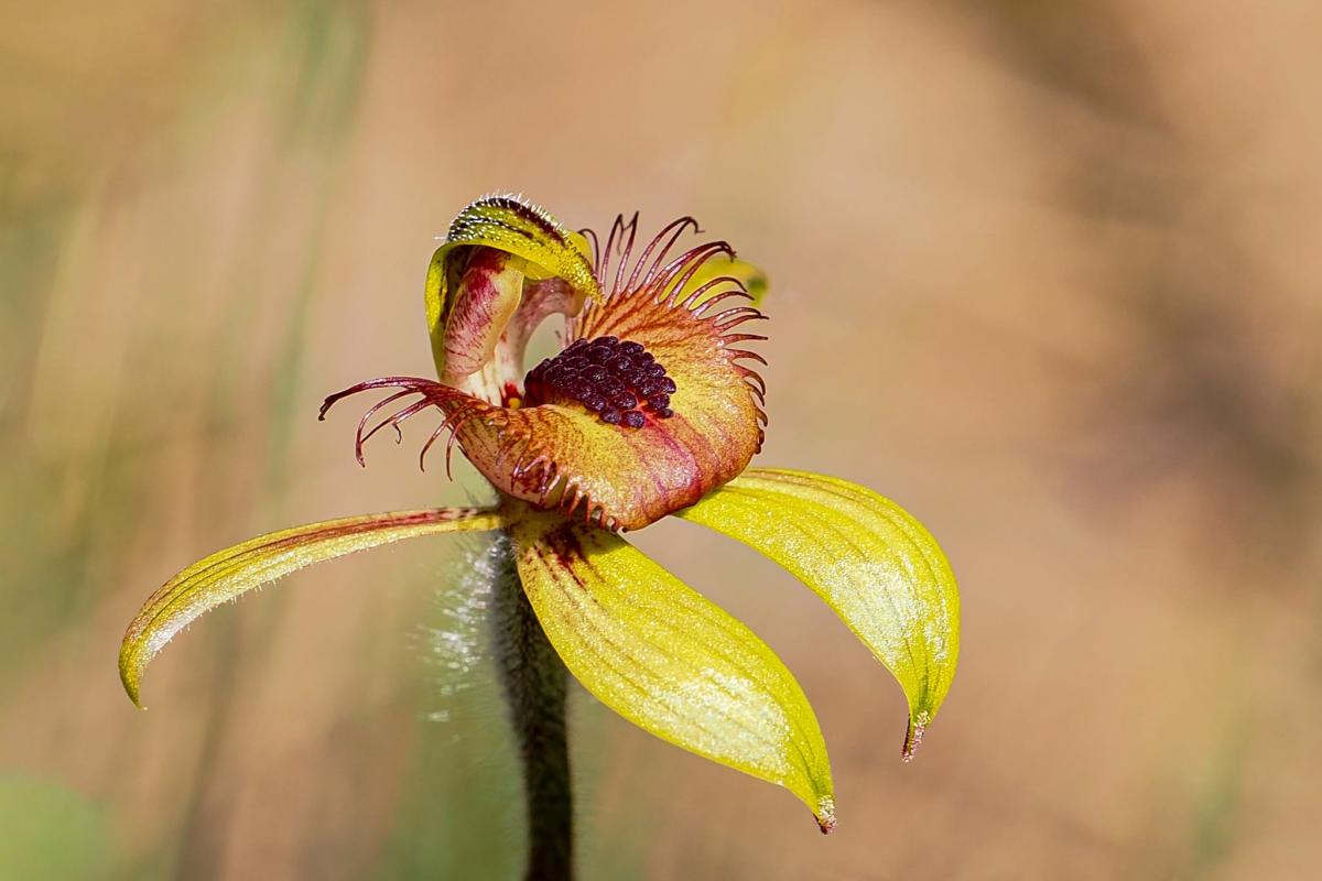 Patricia Swallow (Caladenia discoidea)