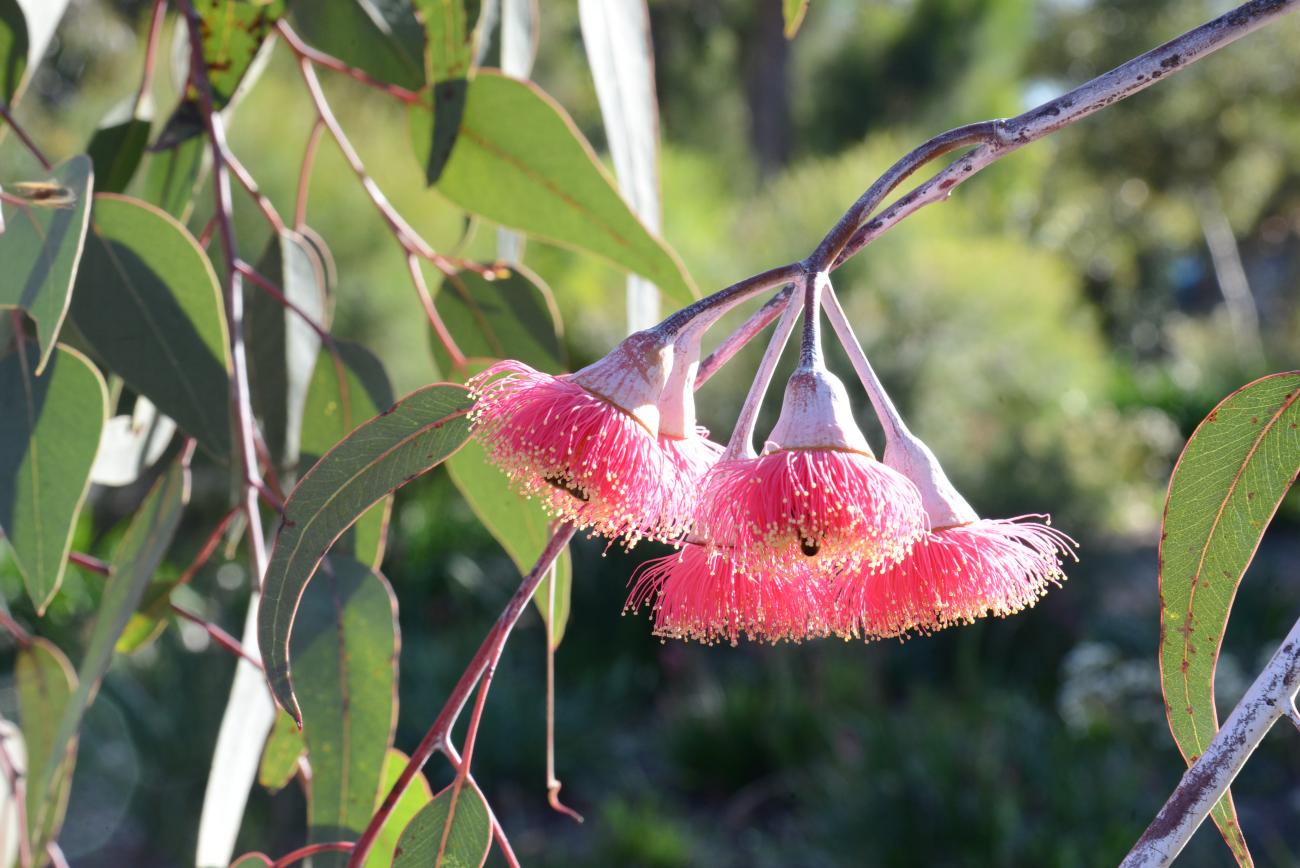 Eucalyptus caesia subsp. magna Kings Park