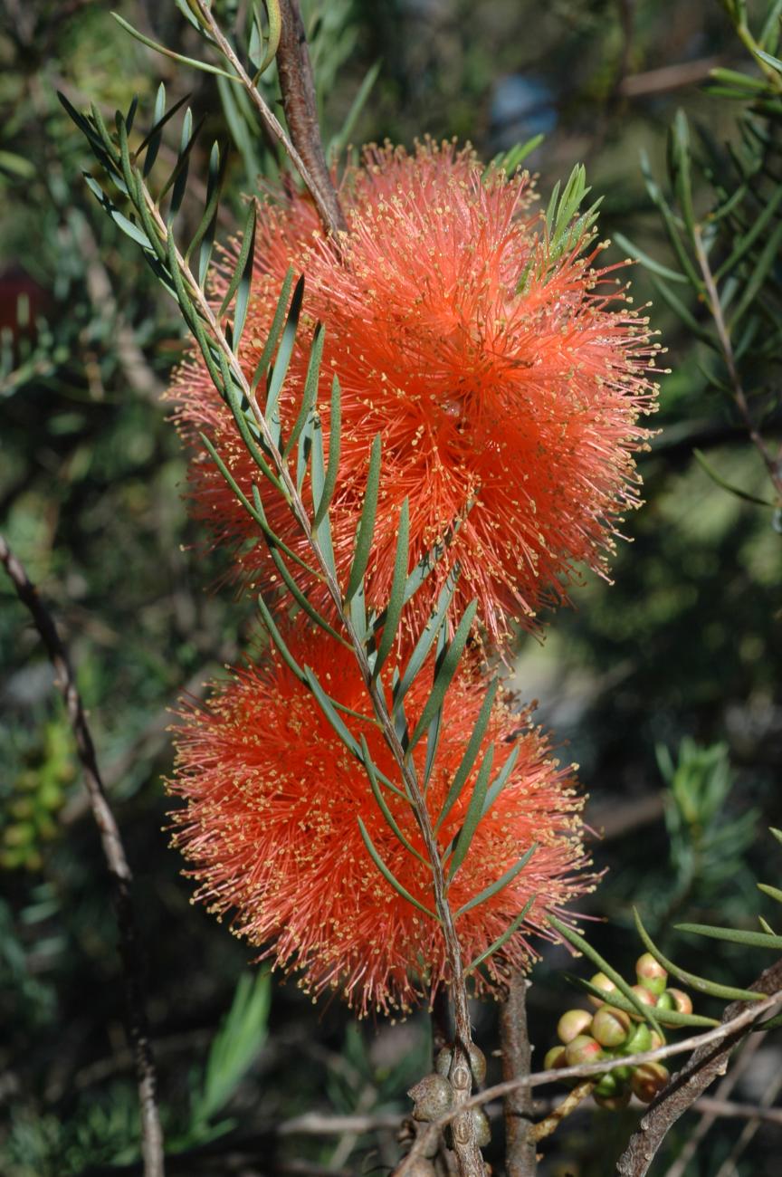 Melaleuca fulgens Apricot | Kings Park