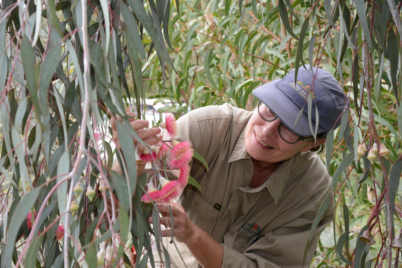 Botany Workshop - Plant Identification 101 | Kings Park