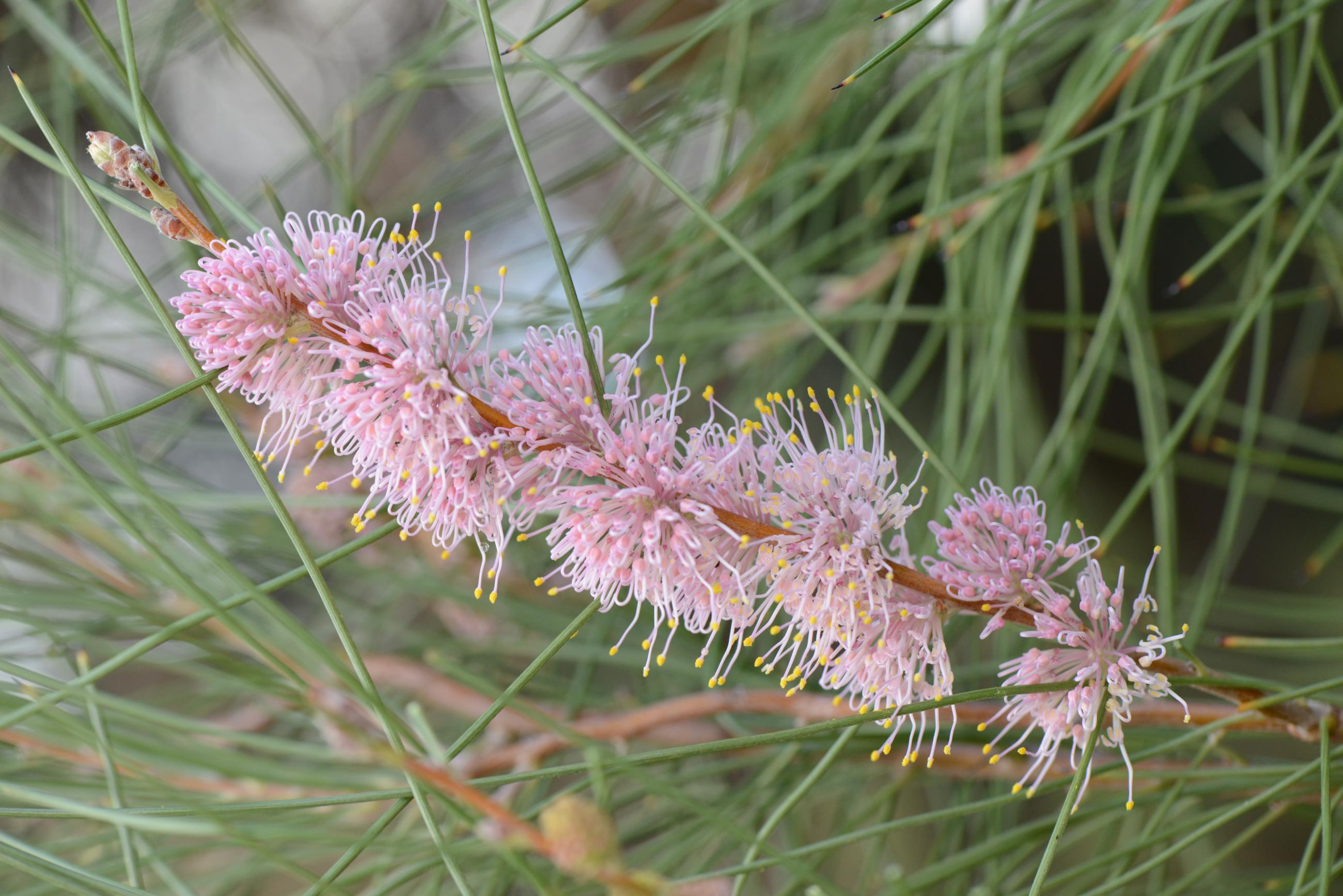 Hakea invaginata | Kings Park