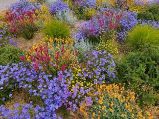 WA wild flowers