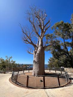 Gija Jumulu - the Giant Boab