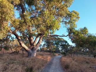 Track through Bold Park