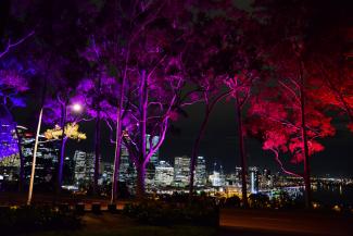Fraser Avenue lemon-scented gums lit in purple and red, looking out over the city at night.