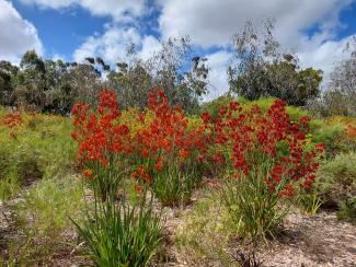 Kangaroo Paw Garden