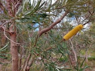 Bansksia in Kings Park Bushland