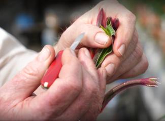 Cross pollination of kangaroo paw species to bred stronger, more resilient plants.