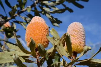 Two flower spikes of Banksia burdetti.