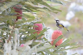 Bird perked on ?Firewood banksia