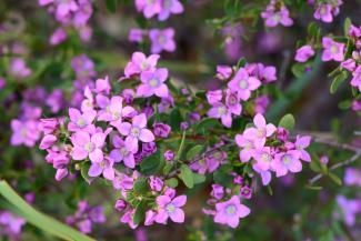 A cluster of purple Boronia Crenulata flowers.