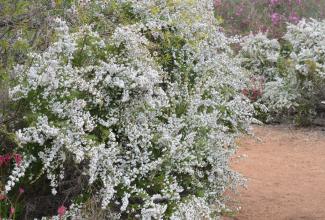 Large Chamelaucium ciliatum shrub covered in white flowers.