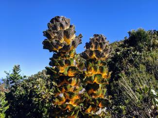 Hakea victoria - Royal Hakea