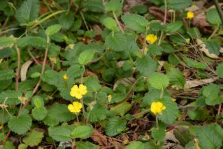 Hibbertia grossularifolia with large leaves and yellow flowers in bloom.