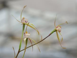 Orchid in glasshouse