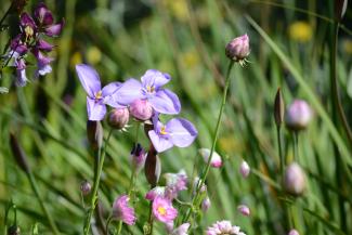 Three Purple flag flowers blooming against green foliage.