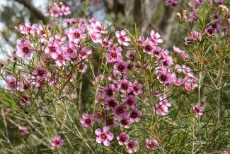 Chamelaucium uncinatum commonly known as Geraldton Wax