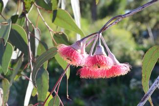 Eucalyptus caesia subsp. Magna commonly known as Silver Princess
