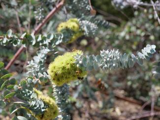 Eucalyptus kruseana commonly known as Bookleaf Mallee