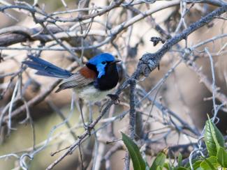 Blue fairy wren on a branch.